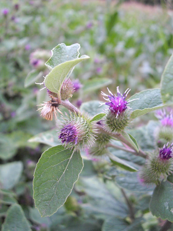 Arctium minus